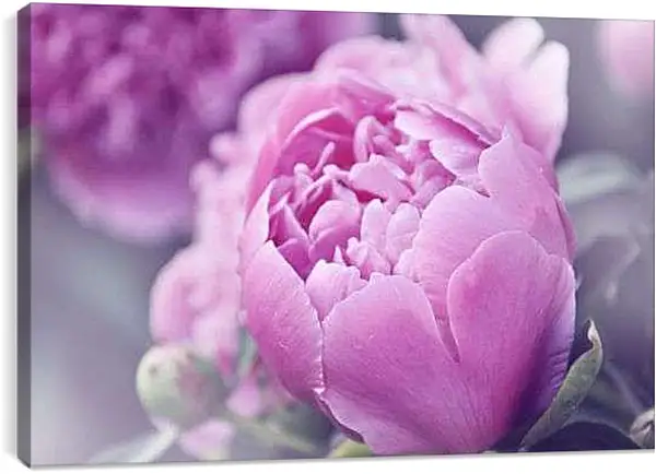 Постер на подрамнике - Нераскрывшийся бутон