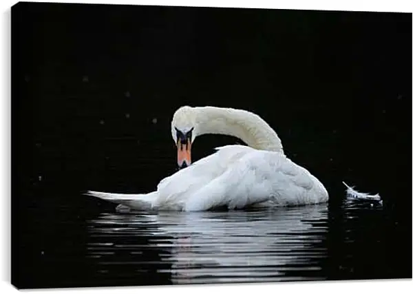 Постер на подрамнике - Лебедь и перо на воде