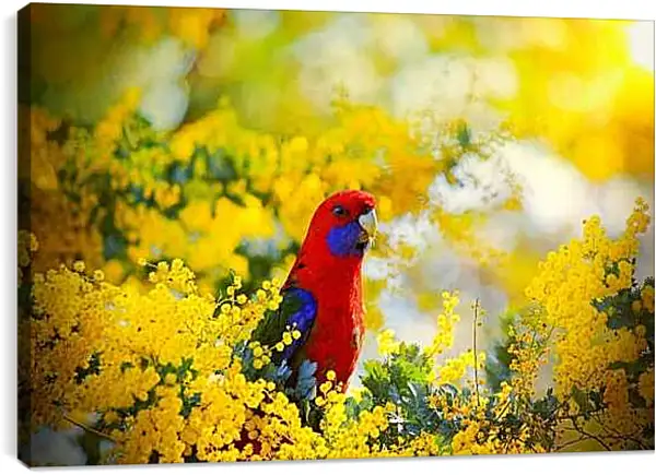 Постер на подрамнике - Попугай в цветочках
