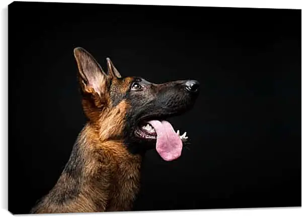 Постер на подрамнике - Овчарка