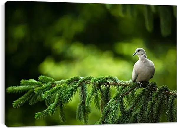 Постер на подрамнике - Голубь