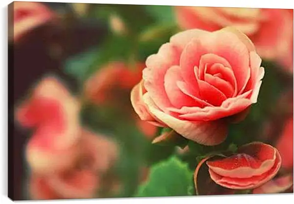 Постер на подрамнике - Роза