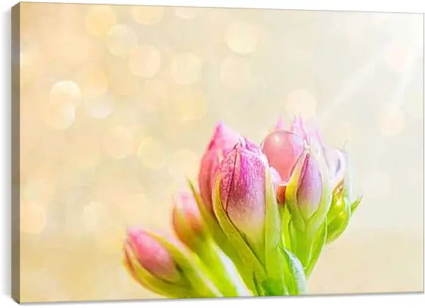 Постер на подрамнике - Тюльпаны