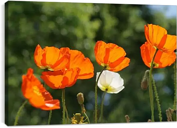 Постер на подрамнике - Маки