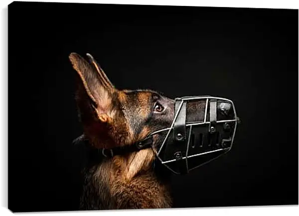 Постер на подрамнике - Овчарка в наморднике