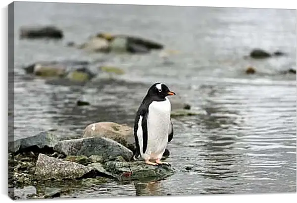 Постер на подрамнике - Пингвин на камнях