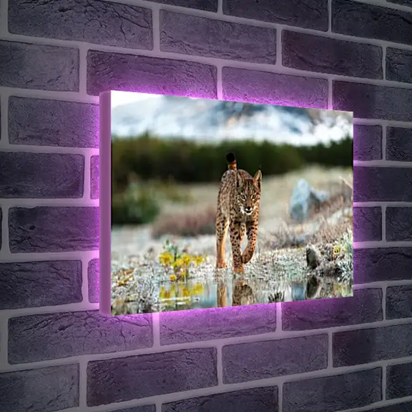 Лайтбокс световая панель - Рысь