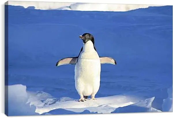 Постер на подрамнике - Пингвин на снегу