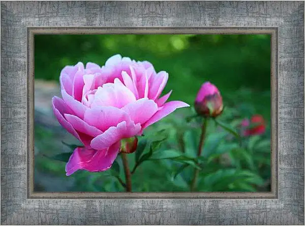 Картина в раме - розовые пионы