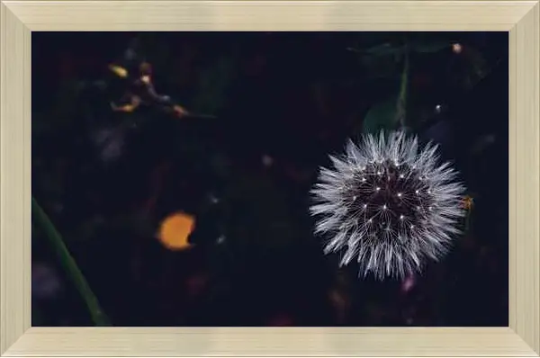 Картина в раме - Одуванчик на чёрном фоне