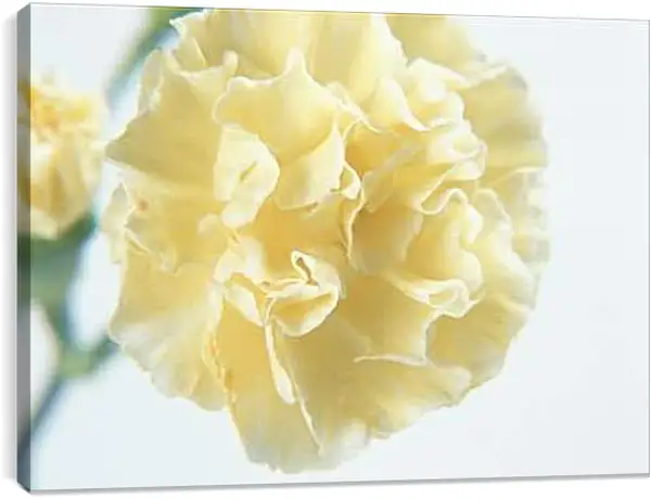 Постер на подрамнике - Цветы