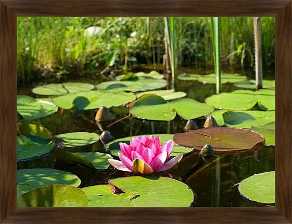 Картина в раме - Красивая кувшинка