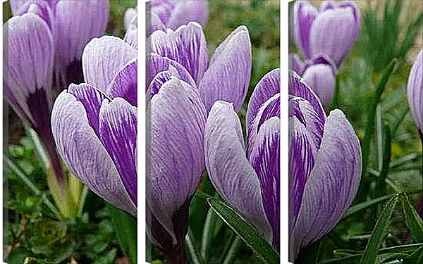 Модульная картина - Весна