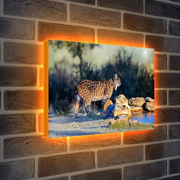 Лайтбокс световая панель - Рысь