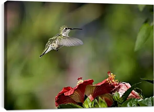 Постер на подрамнике - Колибри