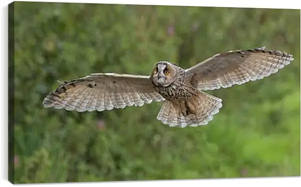 Постер на подрамнике - Сова в полёте