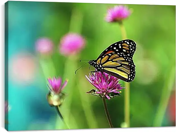 Постер на подрамнике - Бабочка в поле