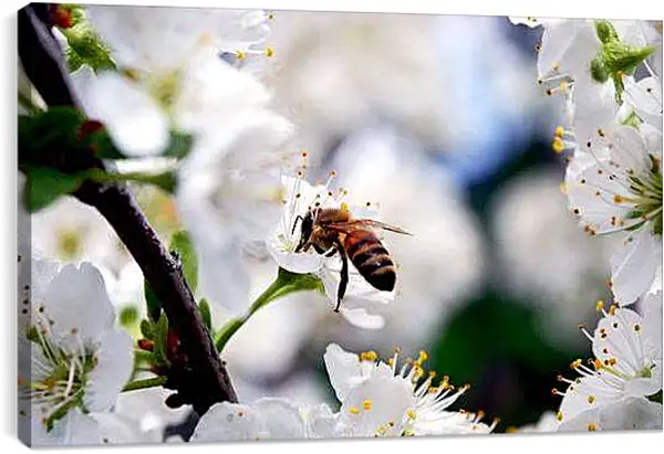 Постер на подрамнике - Весна