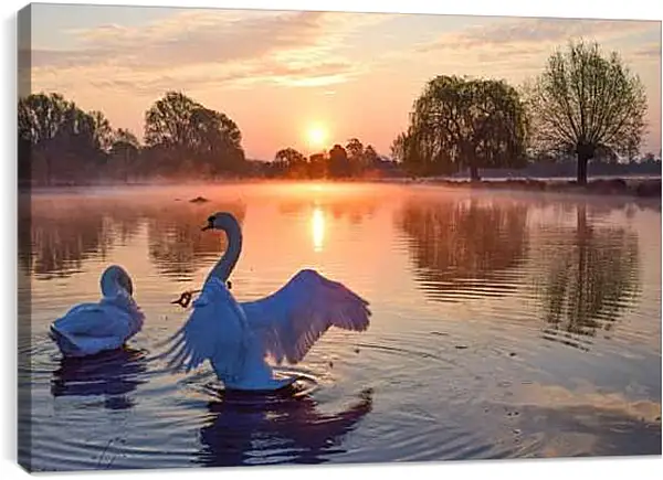 Постер на подрамнике - Лебеди на закате