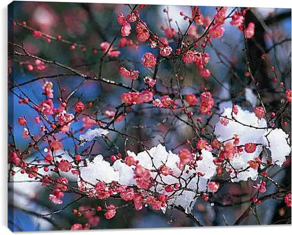 Постер на подрамнике - Весна