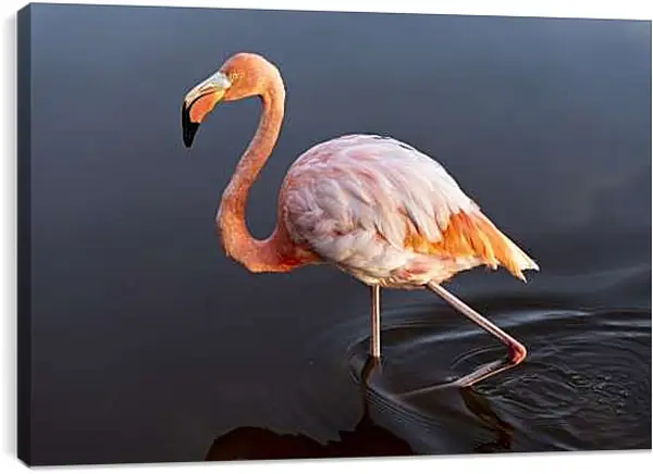 Постер на подрамнике - Розовый фламинго в воде