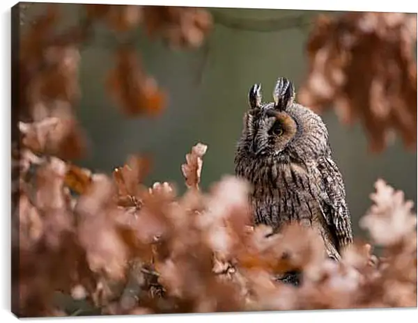 Постер на подрамнике - Сова на дереве