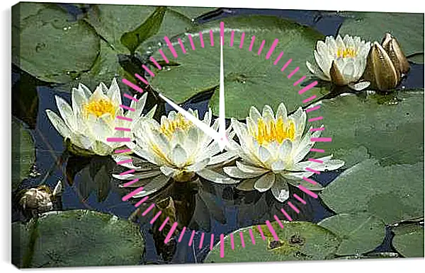 Часы картина - Белые лотосы