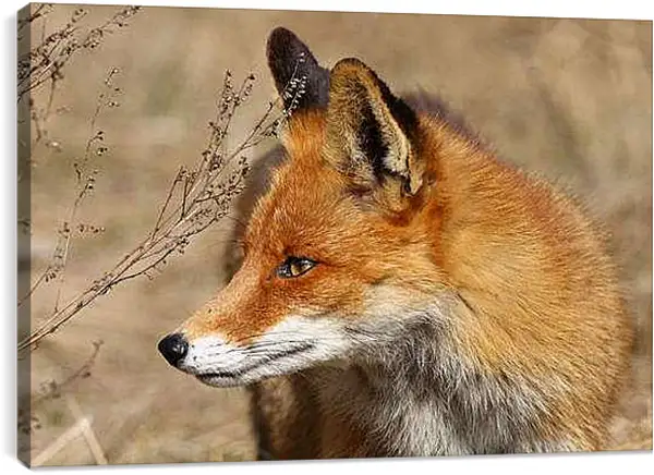 Постер на подрамнике - Лисица