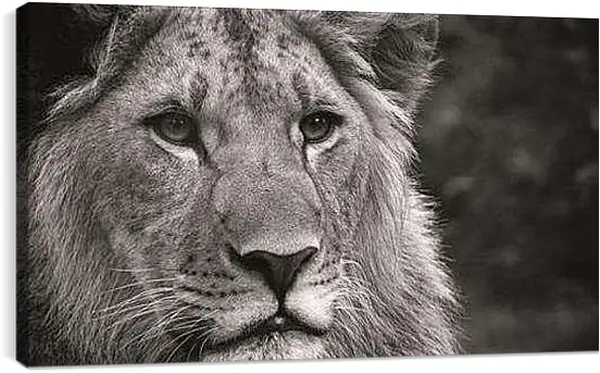 Постер на подрамнике - leon - лев