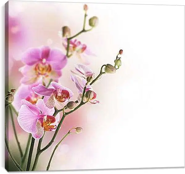 Постер на подрамнике - Орхидеи