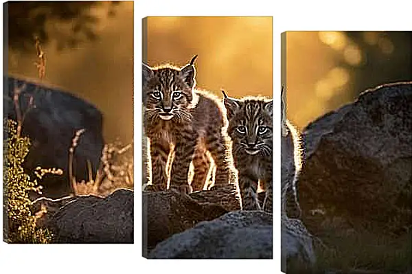 Модульная картина - Рыси