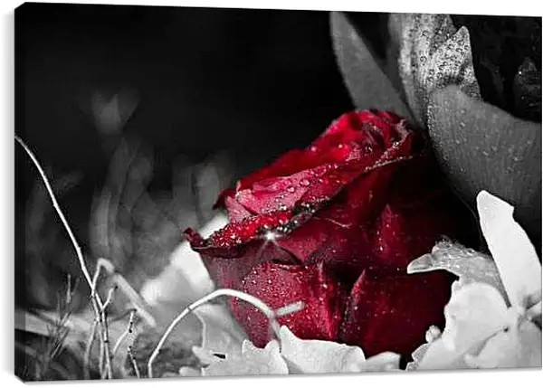 Постер на подрамнике - Красная роза в росе
