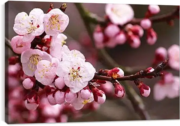 Постер на подрамнике - Ветка Яблони