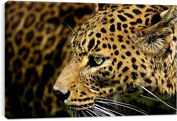 Постер на подрамнике - Леопард