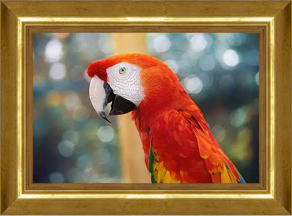 Картина в раме - Попугай