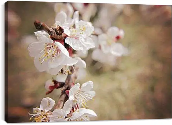 Постер на подрамнике - Весна