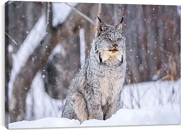 Постер на подрамнике - Рысь