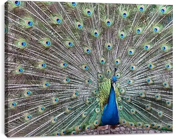 Постер на подрамнике - Павлин с распущенным хвостом