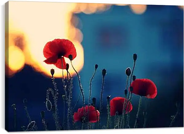 Постер на подрамнике - Вечерние маки