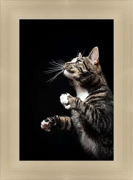 Картина в раме - Портрет кота на черном фоне