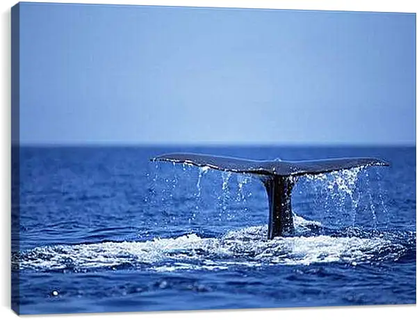 Постер на подрамнике - Киты