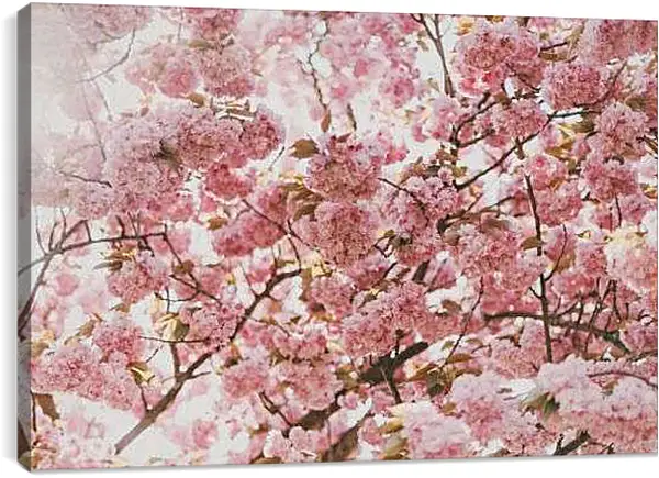 Постер на подрамнике - Сакура