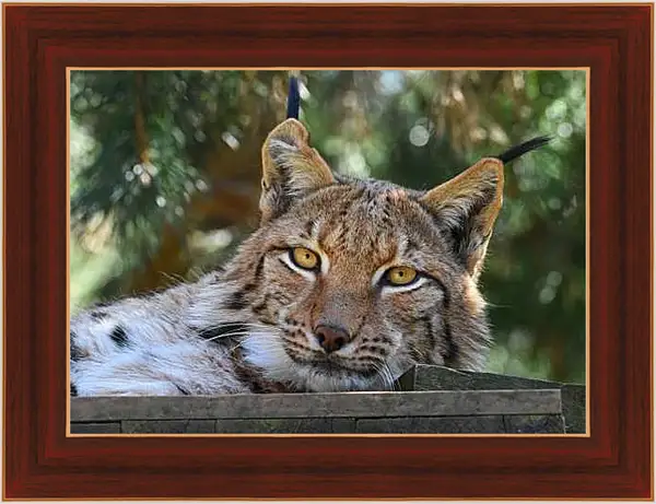 Картина в раме - Рысь