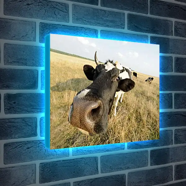 Лайтбокс световая панель - Коровушкин нос
