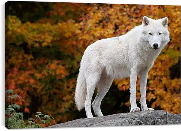 Постер на подрамнике - Белый волк