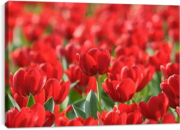 Постер на подрамнике - Красные тюльпаны