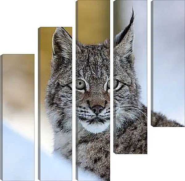 Модульная картина - Рысь