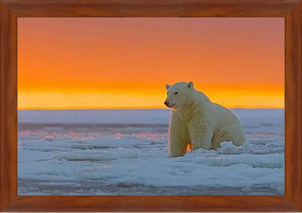 Картина в раме - Белый медведь