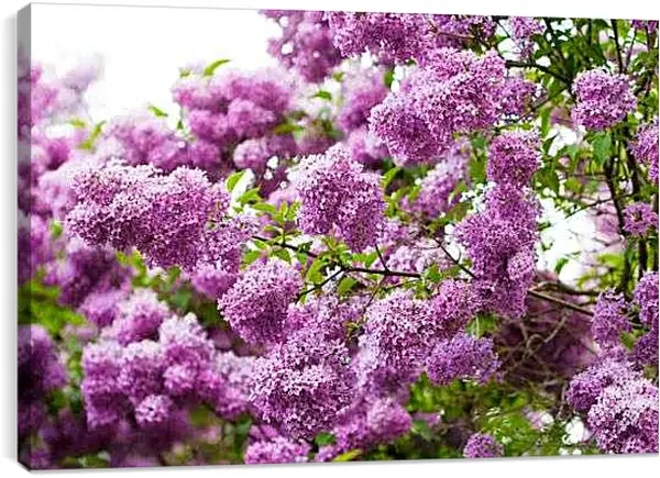Постер на подрамнике - Куст сирени