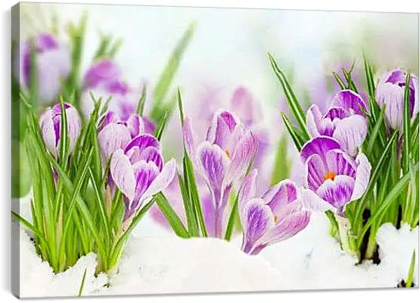 Постер на подрамнике - Крокусы